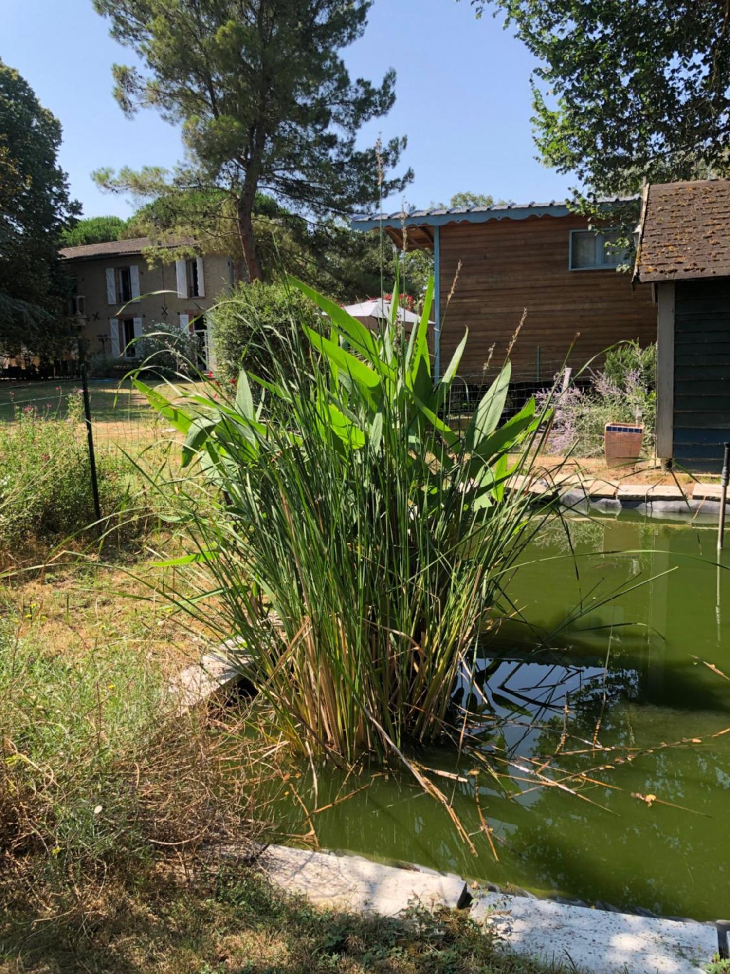 Bed and Breakfast La Bastide De Negra Montesquieu-Lauragais Екстер'єр фото